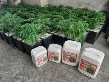 Удар срещу дрогата! Бургазлия си устрои модерна ферма за канабис на тавана! Хванаха друг с доволно количество марихуана!
