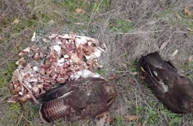 Смъртоносни примамки убиват защитени видове грабливи птици диви животни и