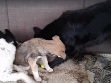 Нешка Робева покрусена от мъка: Срамувам се, че съм човек