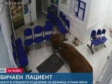 Крава нахлу в спешно отделение на болница, рани жена