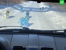 В Русия шокирани от намерени сини кучета!