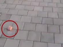 Подхвърлят отрова на алеята за "Сарафово"