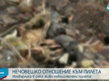 Изхвърлиха над 200 живи пиленца в река край Ловеч
