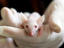 Учени от БАН тестват българска ваксина срещу COVID-19 върху мишки