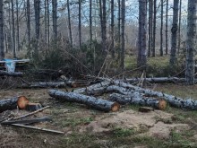 Ето какво показа проверката на РИОСВ – Бургас за скандалната сеч в к-г "Градина"