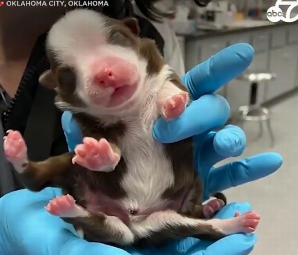Туитър
В Съединените щати се случи нещо необичайно: куче се роди