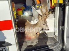 Простреляна сърна се озова на столичен булевард, спасиха я