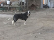 Втори случай на нападение от кучета в Дупница, този път потърпевшо е 9-годишно дете