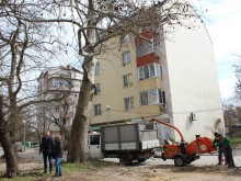 ОП "Градини и паркове" кастри сухите клони
