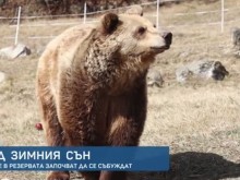 Топлото време събуди мечките в Белица