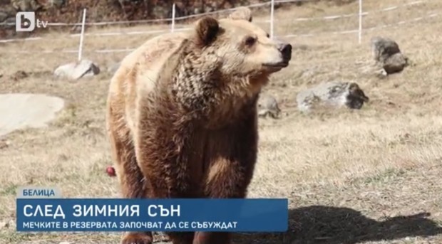 Пролетните температури през последните дни събудиха мечките в Белица. От