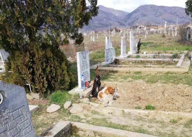 40 дни куче неотлъчно пази гроб на наскоро починал човек
