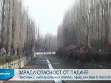 Тополите, възпети от "Щурците", са на път да останат в историята