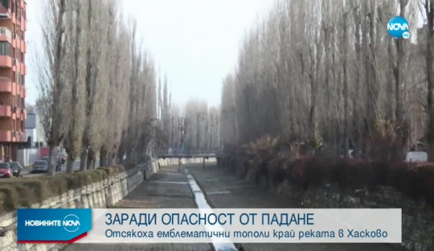 Eмблематичните тополи край Хасковската река които бяха възпети в песен