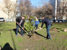 Община Пловдив подготвя пролетна залесителна кампания