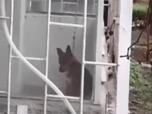 Будни граждани спасиха бедстващо кученце в Пловдив