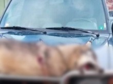 Перничанин завърза вълк за автомобила си и обиколи града с него