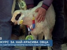 Най-нетрадиционният конкурс за красота се проведе в Турция