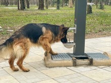 Домашни любимци вече имат свои чешми