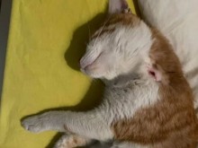 Убиец на домашни любимци вилнее в квартал "Каменица" (18+)