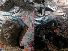 Разбиха ферма за марихуана в Ясна поляна