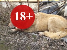 Жестоко! Роми се опитали да скалпират куче! (18+)
