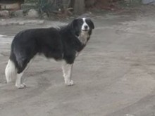 Бездомно куче нападна беззащитни деца в пловдивско село