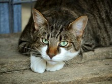 Младеж вдигна на крак пожарникари заради котката си