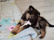 Младо семейство даде пример по човечност с благородна постъпка
