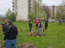 Фенове на Ботев засадиха множество чинари в "Тракия"