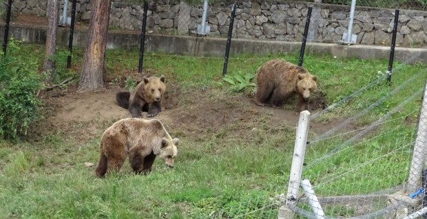 Паркът за танцуващи мечки край Белица отваря врати за посетители от