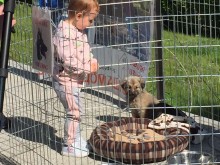 Общинският приют в Пловдив очаква 250 бездомни кучета да намерят семейство тази година