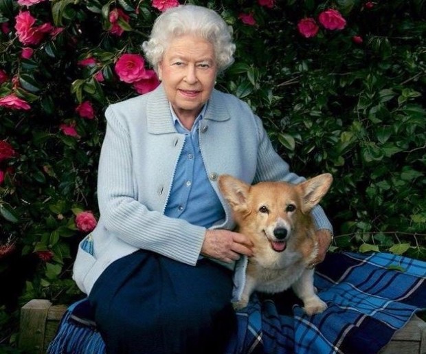 Едно от кученцата подарени на кралицата за да й прави