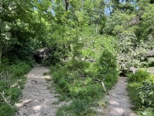 Читател: Паднали дървета по всички възможни пътечки до Гребната