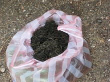 Задържаха производител на марихуана