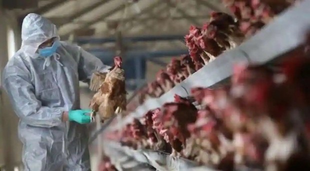 The world’s first case of human infection with bird flu H10N3