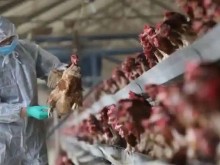Първи случай в света на заразяване на човек с птичи грип H10N3