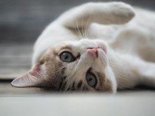 Министерство във Франция си търси служебна котка на пълен работен ден