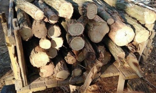 31 годишен получи административно наказание за незаконно извозване на дърва от