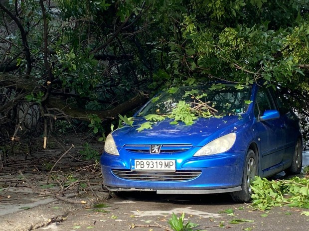 Дърво падна върху автомобил в Пловдив