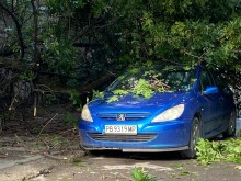 Дърво падна върху автомобил в Пловдив