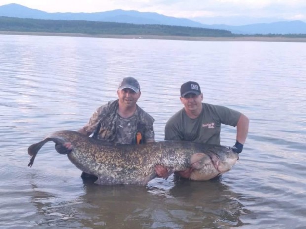 Двуметров сом гигант хванаха двама лекари Огромната риба е уловена