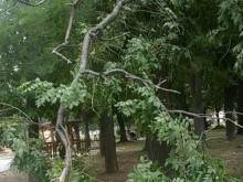 Много сигнали за паднали дървета след снощната буря