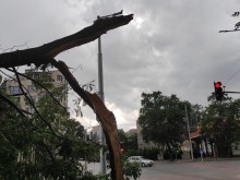 Клон падна буквално върху тротоар в Пловдив
