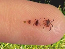 Бум на ухапвания от кърлежи в летните месеци, ето какво трябва да направим