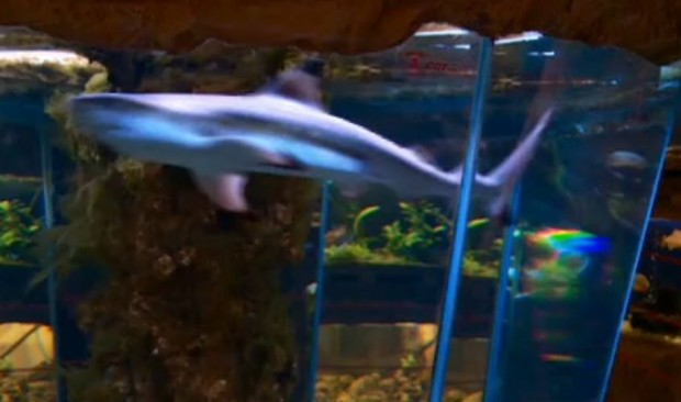 БНТ
Два смъртни случая на акули в Природонаучния музей в Пловдив