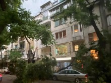 След ураганния вятър в центъра на Пловдив е страшно: Счупени клони и премазани автомобили