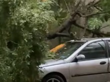 Над 60 сигнала за паднали дървета и клони във всички райони на града