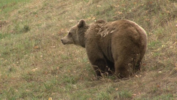 БТВ
Ще отстрелят мечката от Белица само ако има второ нападение