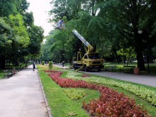 В Цар-Симеоновата градина прилагат уникален метод за лечение на дървета